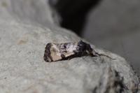 Cochylichroa atricapitana