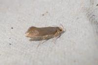 Crassa unitella