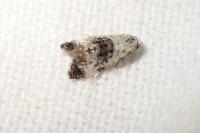 Cochylis