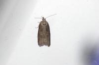 Cnephasia