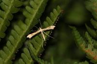 Gillmeria ochrodactyla