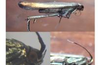 Coleophora alcyonipennella