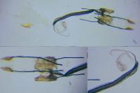 Coleophora alcyonipennella