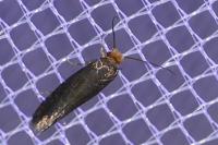 Cephimallota crassiflavella