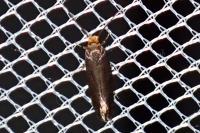 Cephimallota crassiflavella