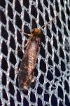 Cephimallota crassiflavella