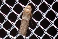 Blastobasis
