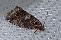 Cydia fagiglandana