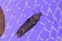 Scrobipalpa costella