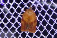 Cacoecimorpha pronubana
