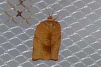 Cacoecimorpha pronubana