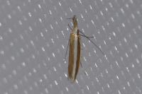 Pleurota aristella