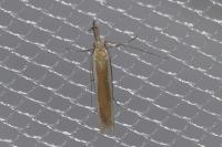 Pleurota aristella