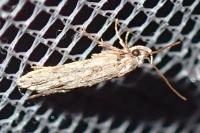Symmoca signatella