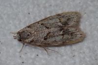 Symmoca signatella