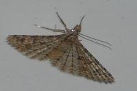 Alucita