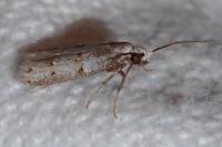 Symmocoides oxybiella