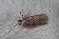 Symmocoides oxybiella