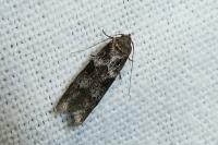 Blastobasis glandulella