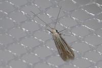 Coleophora strigosella