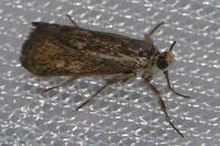 Brachodes funebris