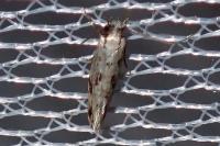 Nemapogon