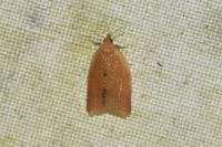 Clepsis consimilana