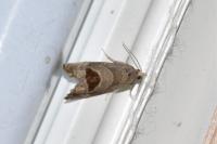 Notocelia uddmanniana