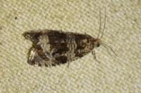Celypha lacunana