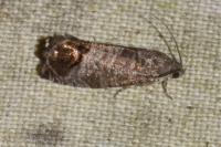 Cydia pomonella