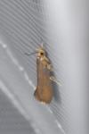 Crassa unitella
