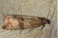 Celypha striana