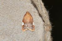 Acleris holmiana