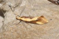 Harpella forficella