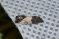 Spilonota ocellana