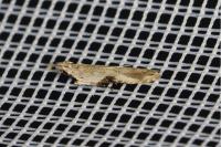 Hypatima rhomboidella