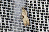 Hypatima rhomboidella