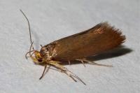 Crassa unitella