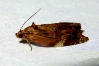 Ditula angustiorana
