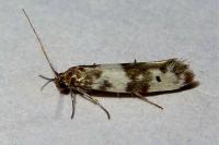Enolmis acanthella