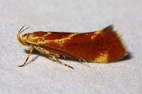 Metalampra italica
