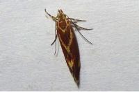 Metalampra italica