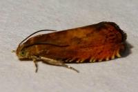 Pammene aurita