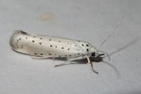 Yponomeuta rorrella