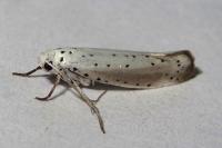 Yponomeuta rorrella