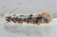 Infurcitinea