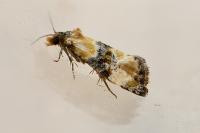 Phalonidia curvistrigana