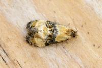 Phalonidia curvistrigana