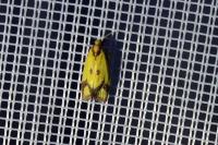 Agapeta zoegana