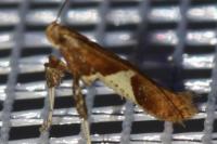 Caloptilia stigmatella